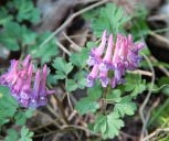 Corydalis