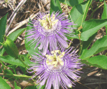 Passion Flower
