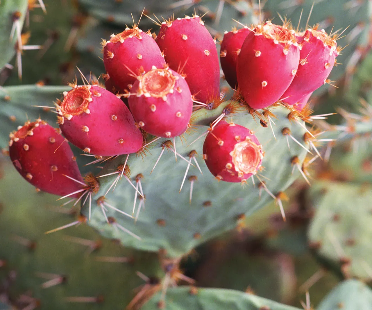 Prickly Pear